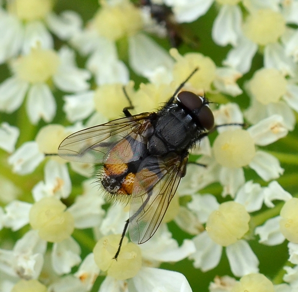tachinidae da Id.